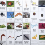 Imagier album Drôle de coccinelle