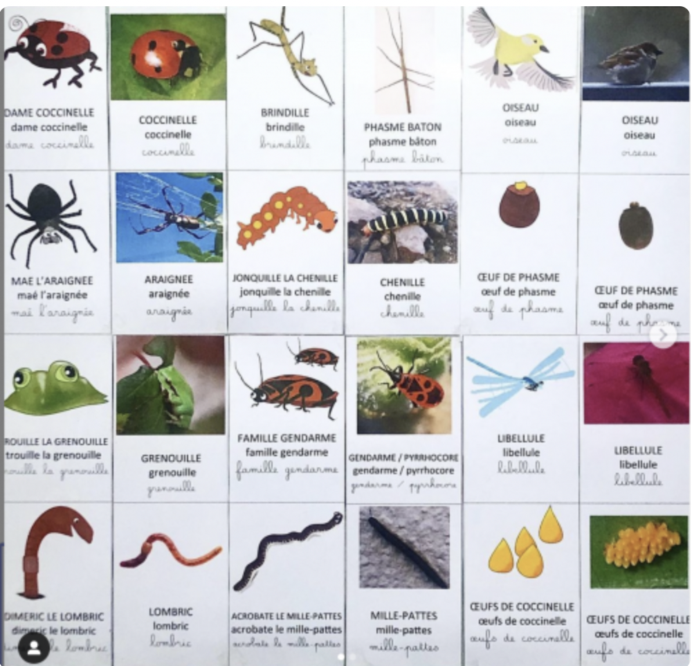 Imagier album Drôle de coccinelle