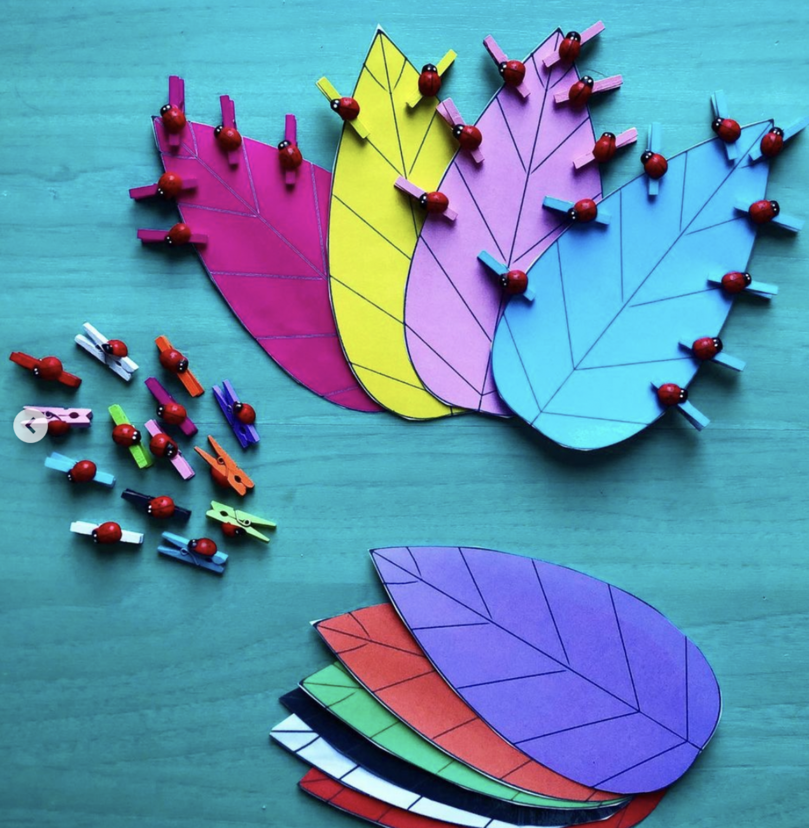 Les coccinelles et les feuilles