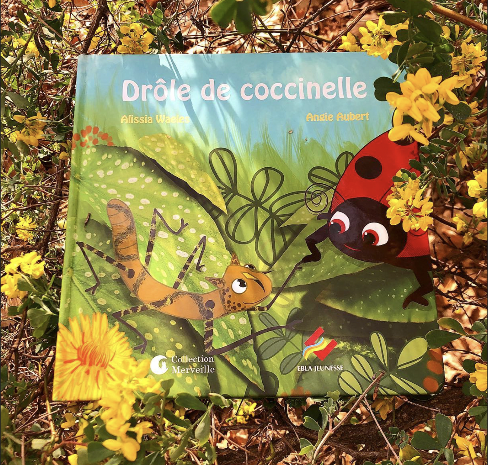 Selection de livres sur les phasmes et les coccinelles