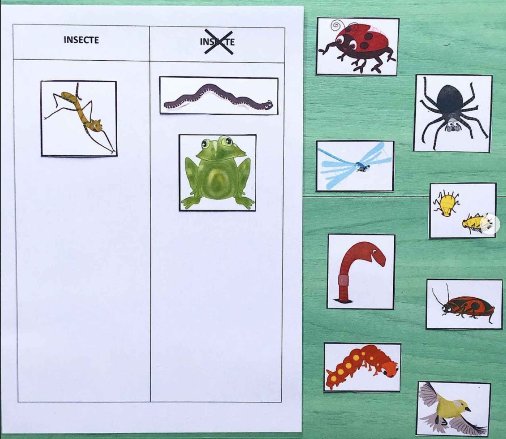 Tri Insectes / autres
