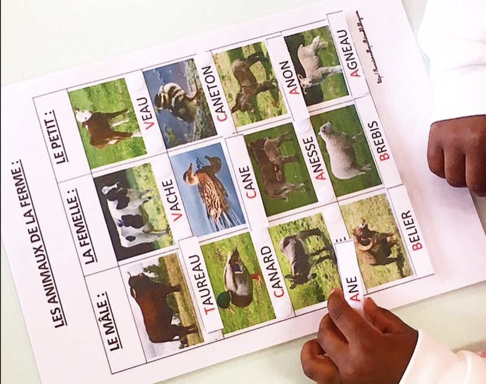 Animaux de la ferme : vocabulaire / principe alphabétique