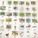 Imagier Petites bêtes du jardin + maison à insectes