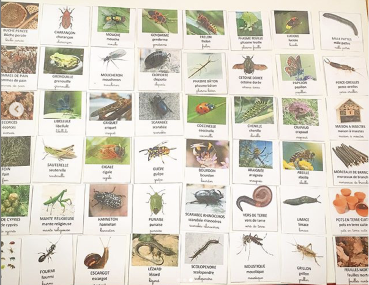 Imagier Petites bêtes du jardin + maison à insectes