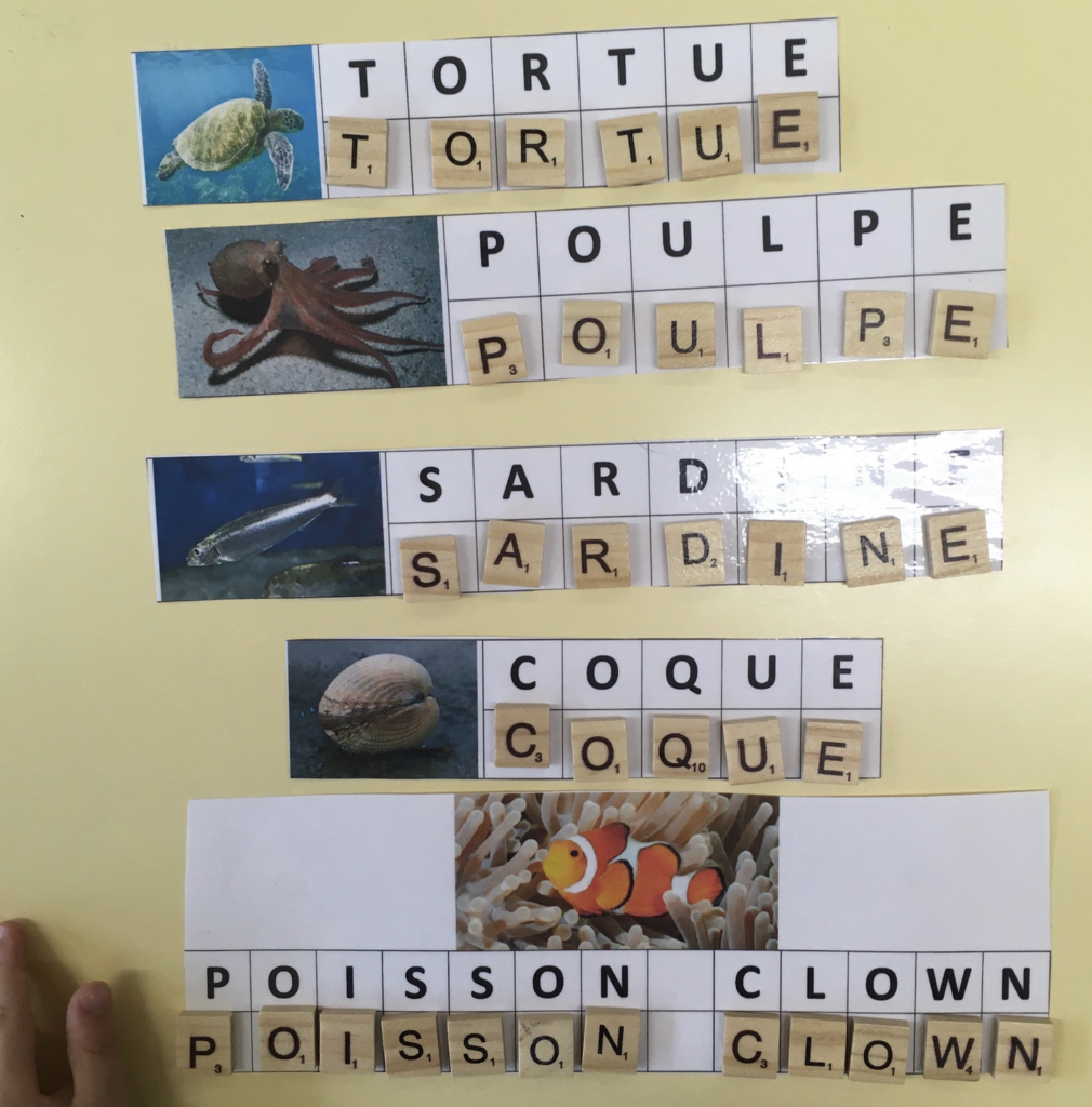 Lettres mobiles animaux marins