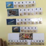 Lettres mobiles animaux marins