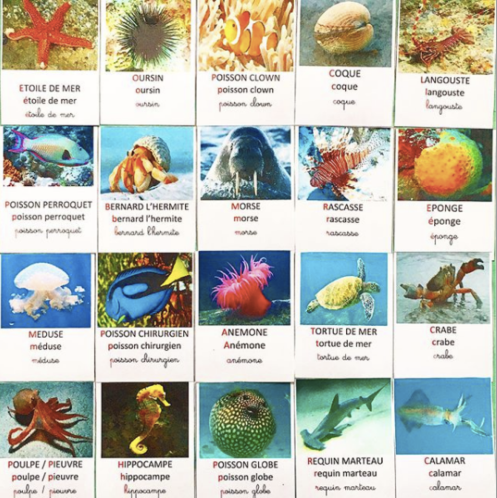 Imagier animaux marins