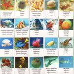 Imagier animaux marins