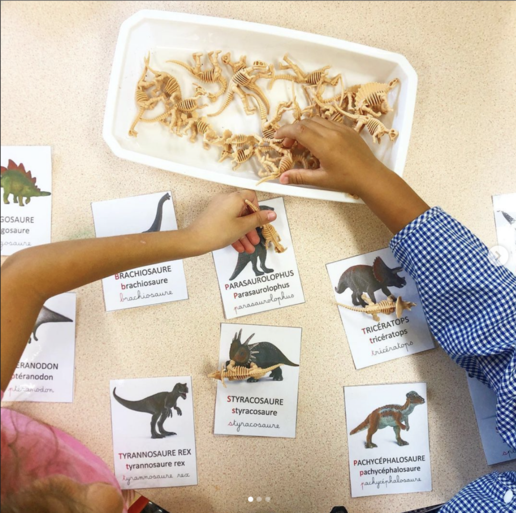 Squelettes de dinosaures