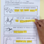 Recomposer les phrases : drôle de coccinelle