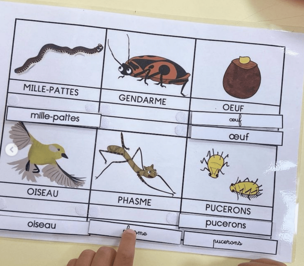 Correspondance graphique : Drôle de coccinelle